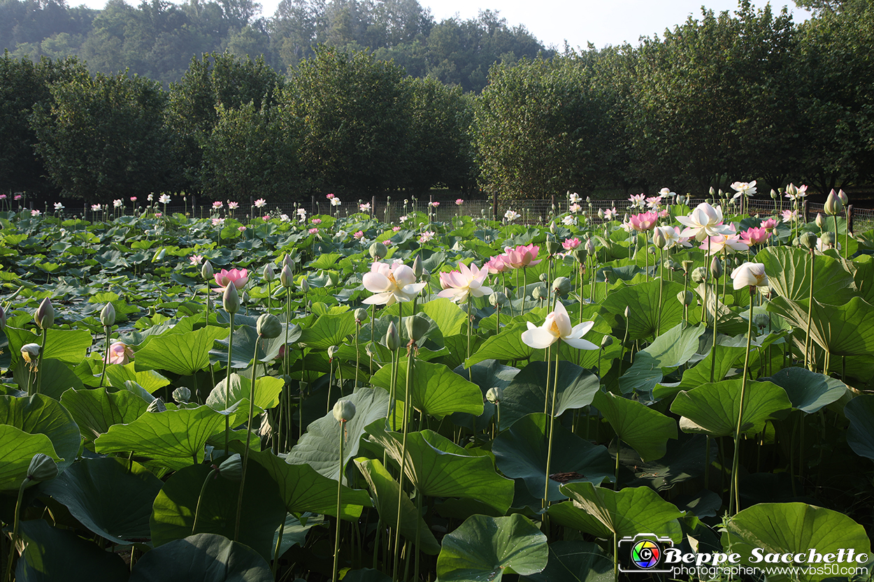 VBS_6515 - Fioritura Loto Laghetto Vezza d'Alba.jpg